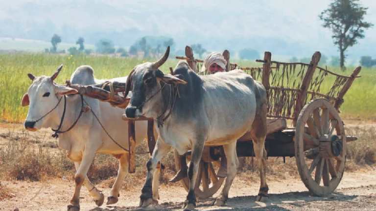 गर्मी के मौसम में पशुओं से कार्य लेने पर प्रतिबंध, आदेश जारी