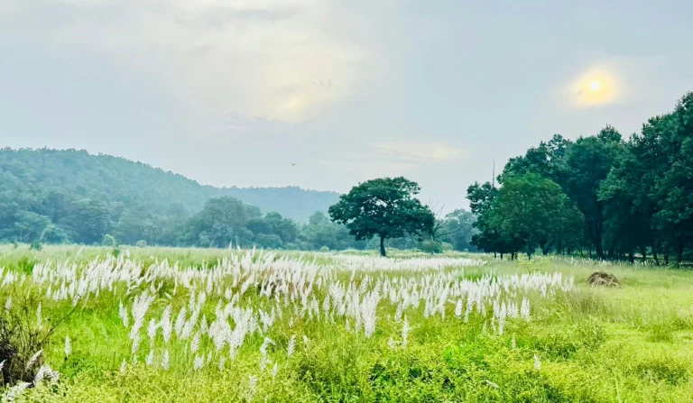 चक्रवात अरनब के बाद बांधवगढ़ टाइगर रिजर्व में मौसम सुहावना